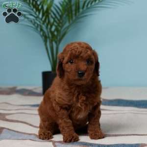 Ellie, Miniature Poodle Puppy